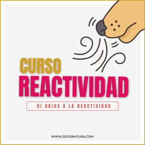 Curso reactividad